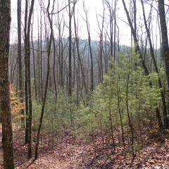 Koomer Ridge Trail